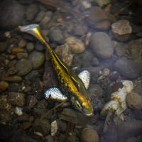 Westin Gunnar The Goby RTF